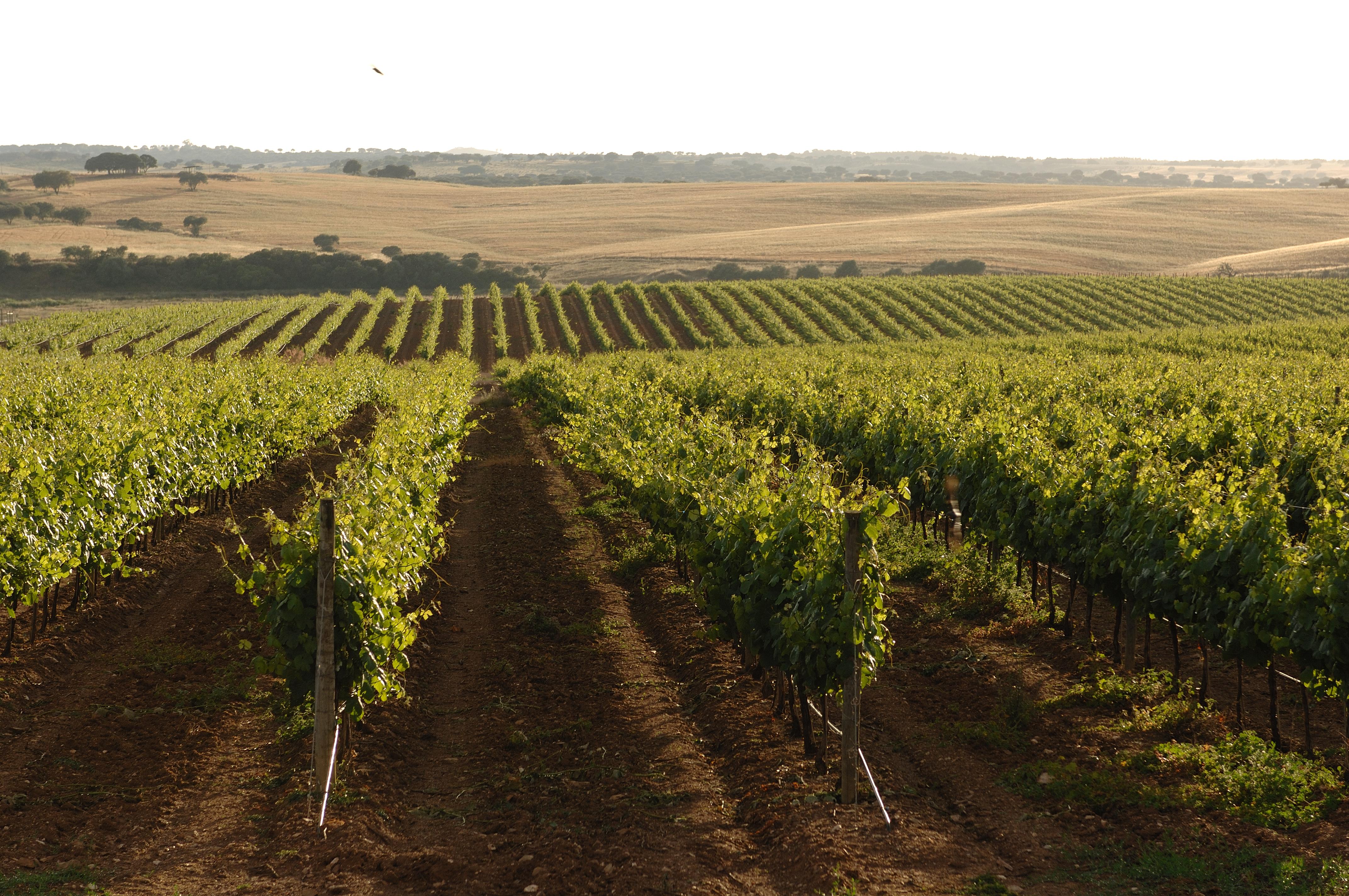 Vila Gale Alentejo Vineyard - Clube De Campo Albernoa Exteriér fotografie