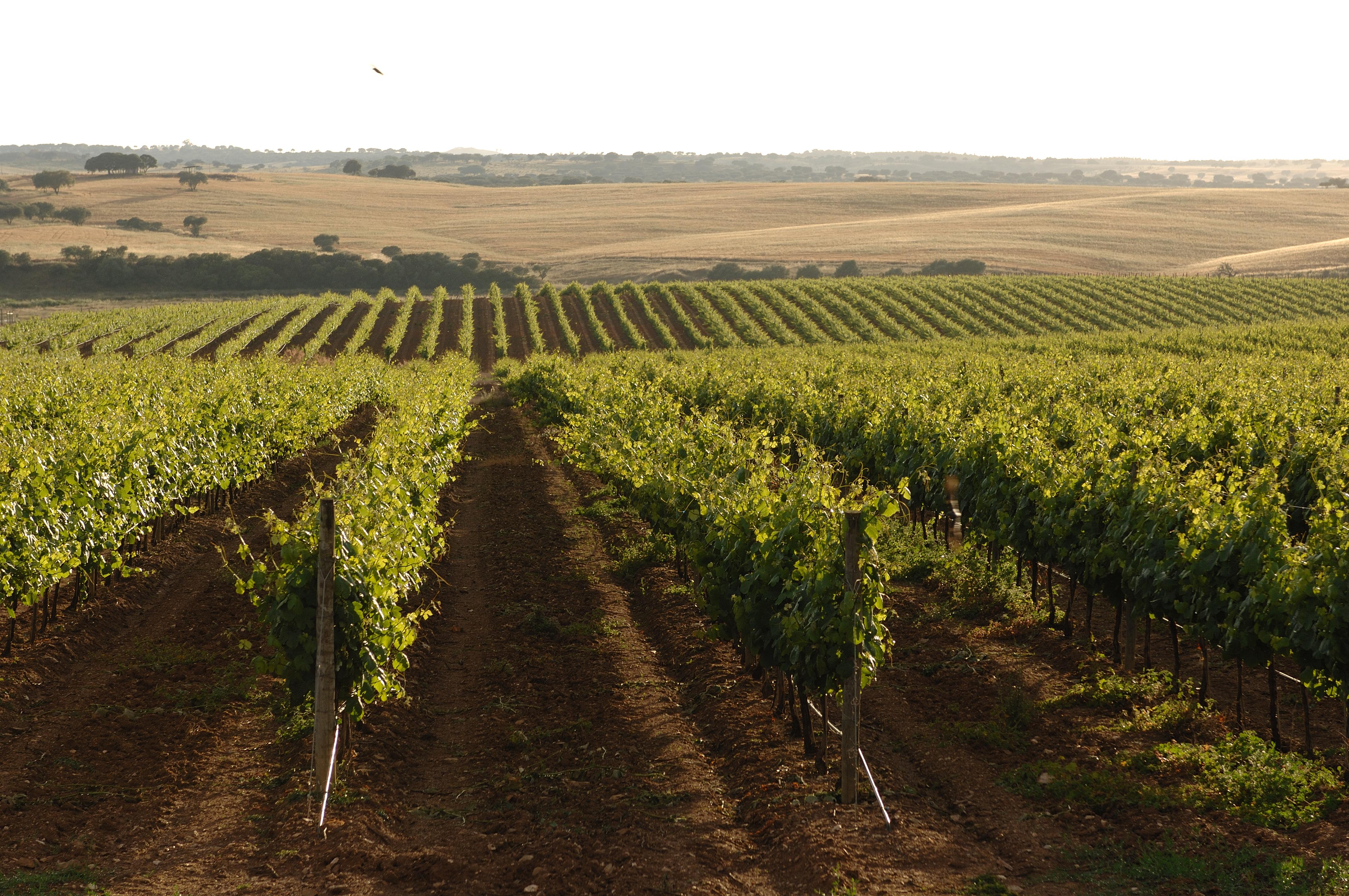 Hotel Vila Gale Alentejo Vineyard - Clube De Campo Albernoa Exteriér fotografie