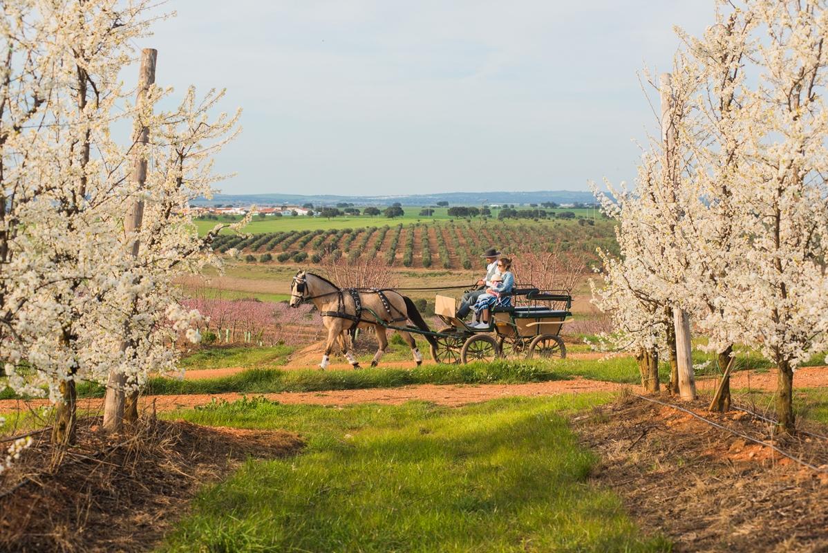 Vila Gale Alentejo Vineyard - Clube De Campo Albernoa Exteriér fotografie